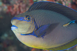 BD-150421-Maldives-7552-Naso-vlamingii-(Valenciennes.-1835)-[Bignose-unicornfish].jpg